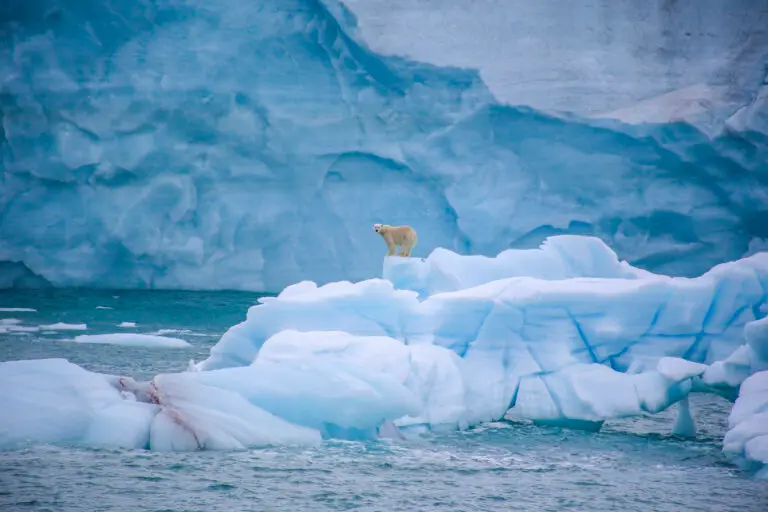 Credit: Florian Ledoux -- POLAR BEAR - SELAR